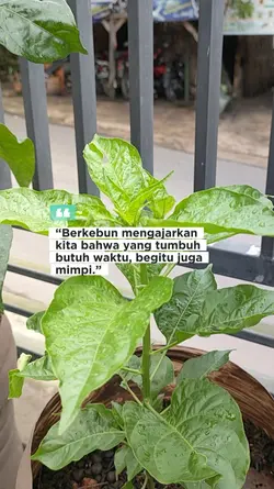 Berkebun dan Mimpi
