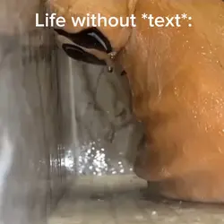 *insert text*