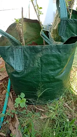 planterbag