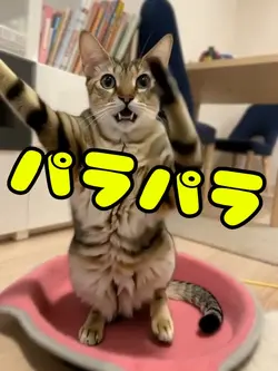 パラパラ
