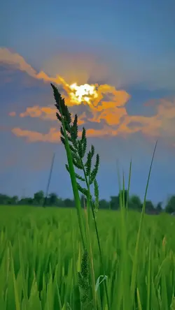 nature aesthetic