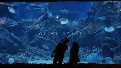 shape of my heart