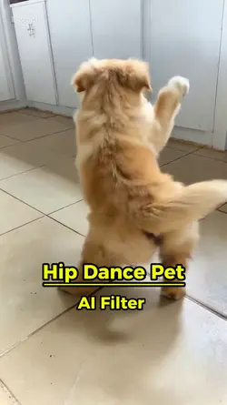 Hip Dance Pet