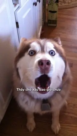 thấy chó xấu chưa 