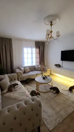 Invasion de rats 🐀