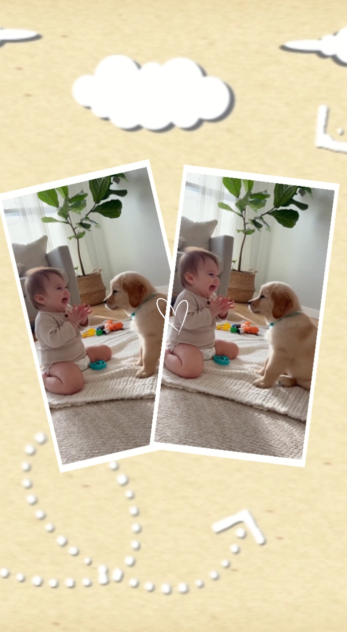Momentos de mascotas 