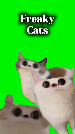 meep meep