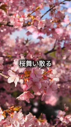 桜舞い散る。
画像6枚。