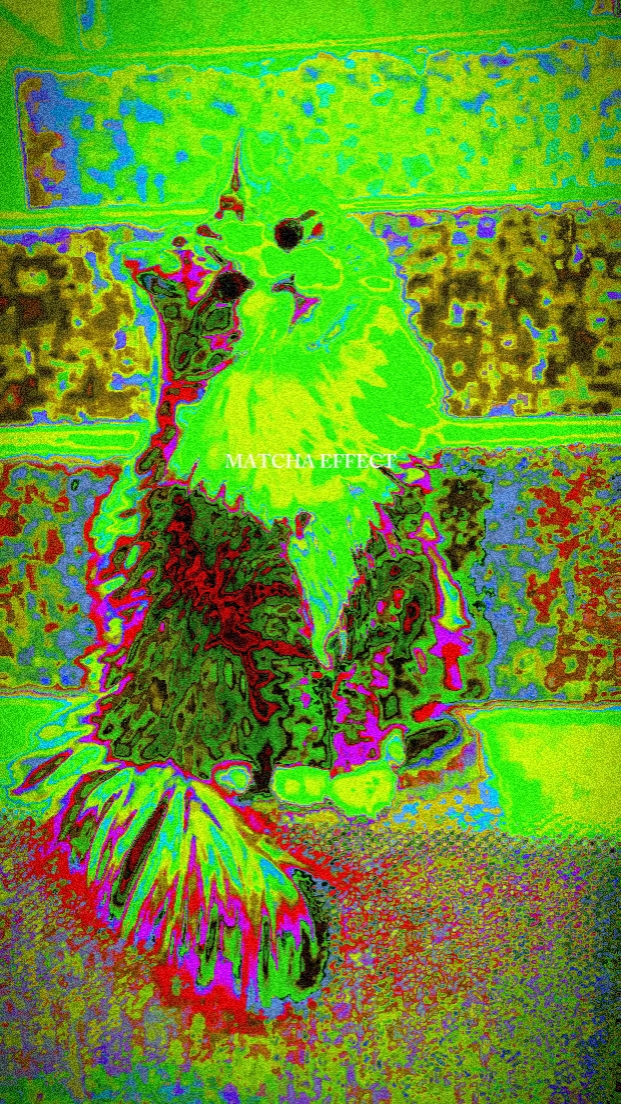MATCHA EFFECT PET 