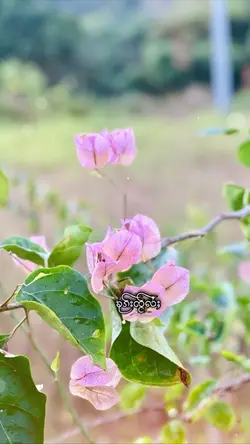သႂ်ႇၶႅပ်းႁၢင်ႈ1