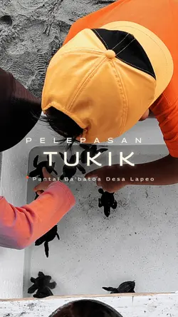 Video Tukik Pantai
