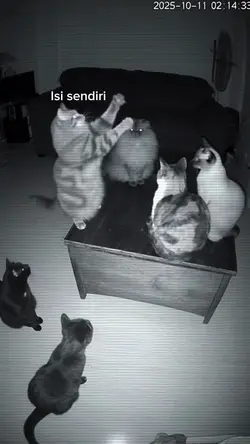 Trend kucing ngobrol