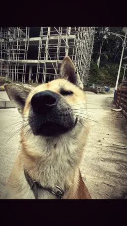 1 ảnh + Màu ig