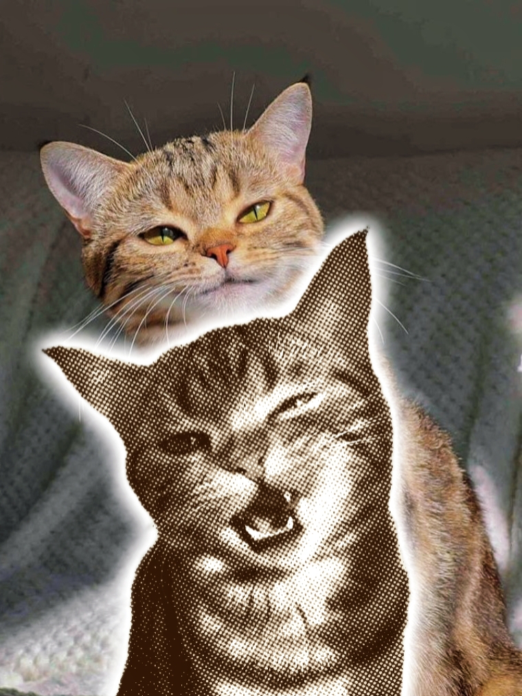 New Trend Cats