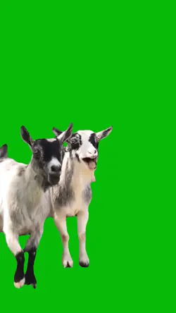 Goats Laughing 