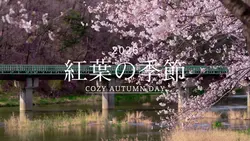 Sakura Cinematic