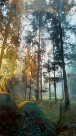 PEACEFUL FOREST VIBE