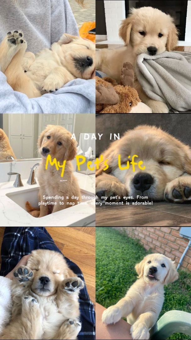 my pet life