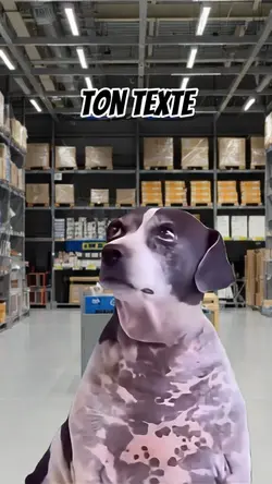 Dog staring meme