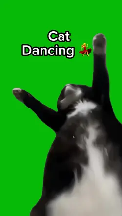 Cat Dancing 
