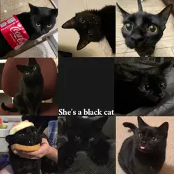 She’s a black cat 🐈‍⬛ 