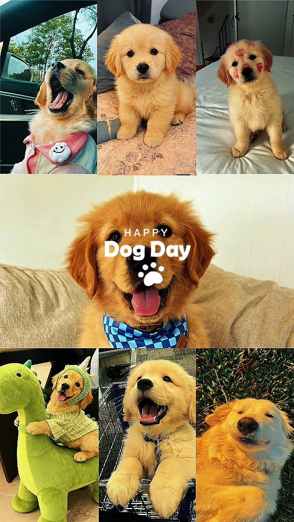 JOYEUSE JOURNÉE DU CHIEN 