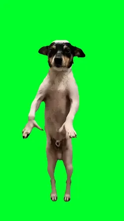 Everybody dog dance