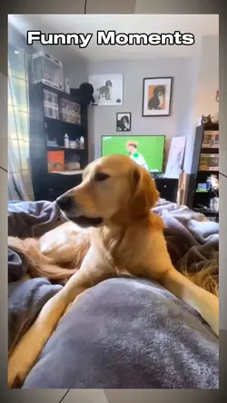 funny moments 