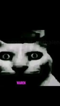 enge katten verhalen