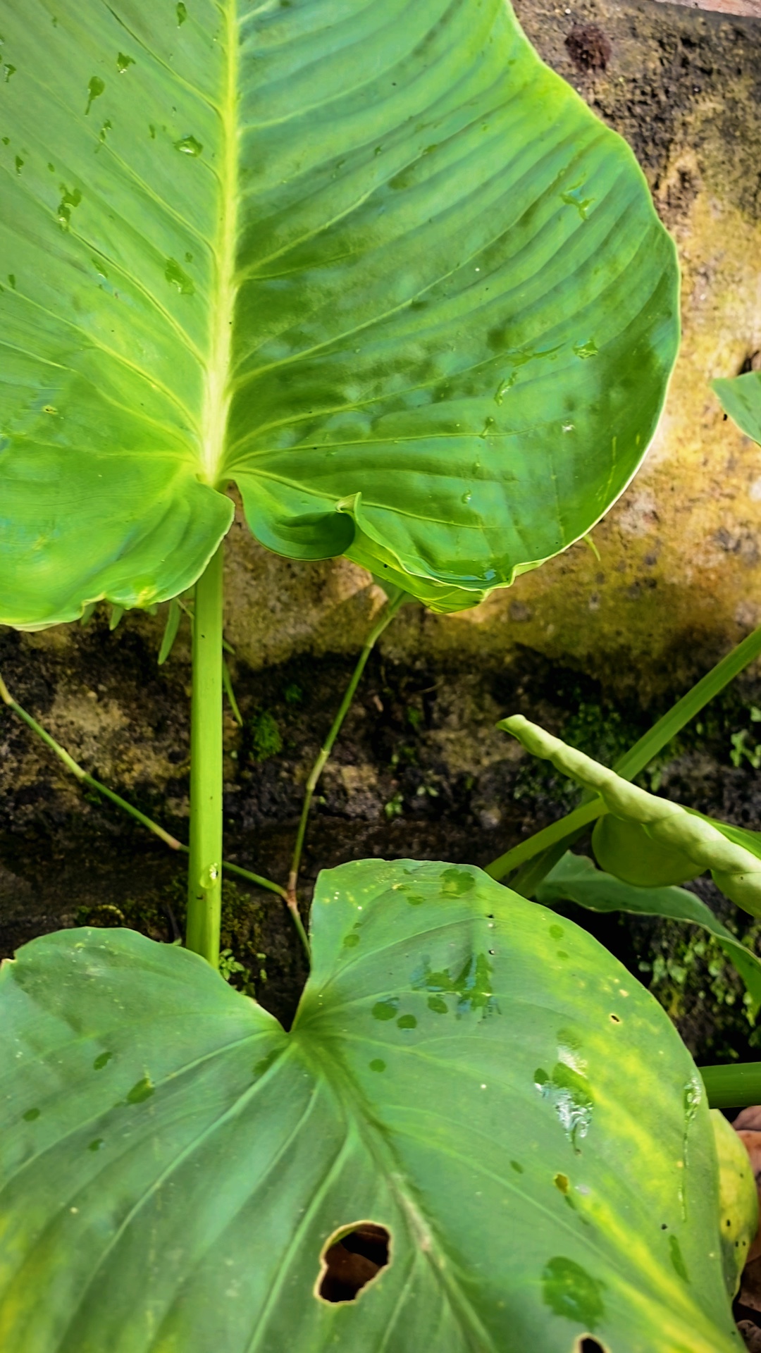 Plantas