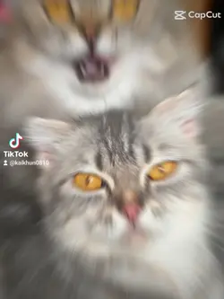 #ทาสแมว
