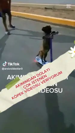 köpek akım videosu