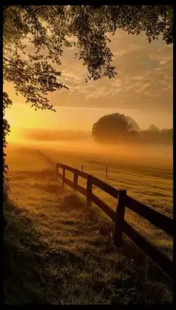 Misty Meadow