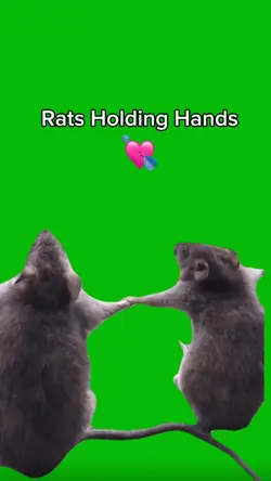 Rats Holding Hands