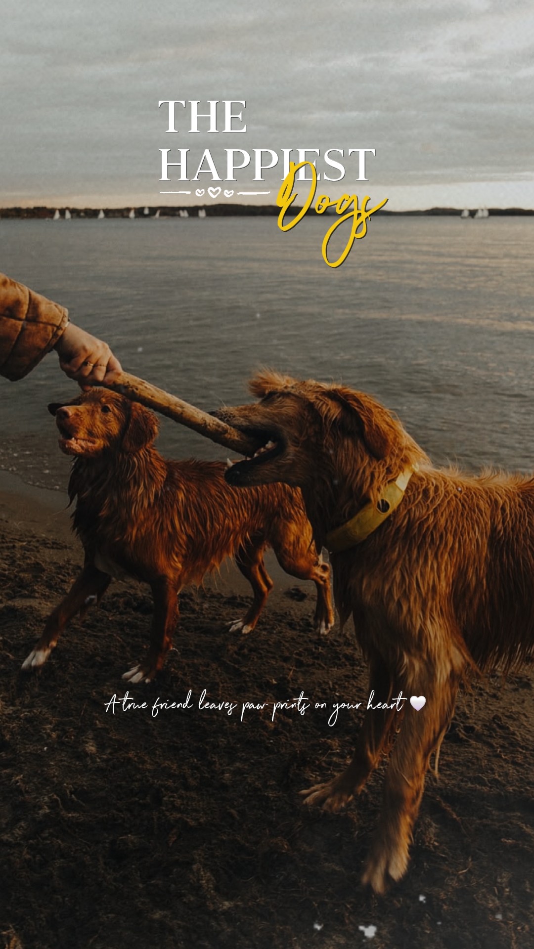 LOS PERROS MÁS FELICES
