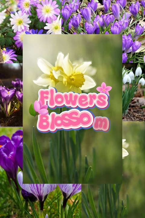 Blumen blühen 