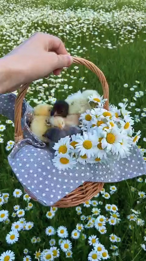 Estética de la naturaleza 