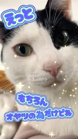 ペット動画など