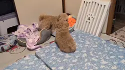 ロッキーのテーマ曲
