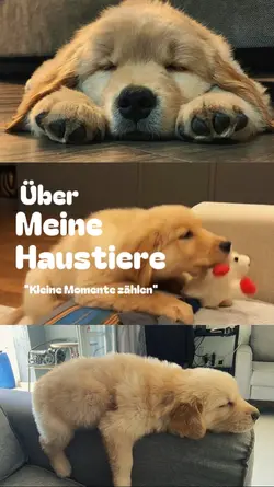 Meine Haustiere