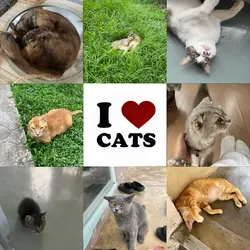 I LOVE CATS