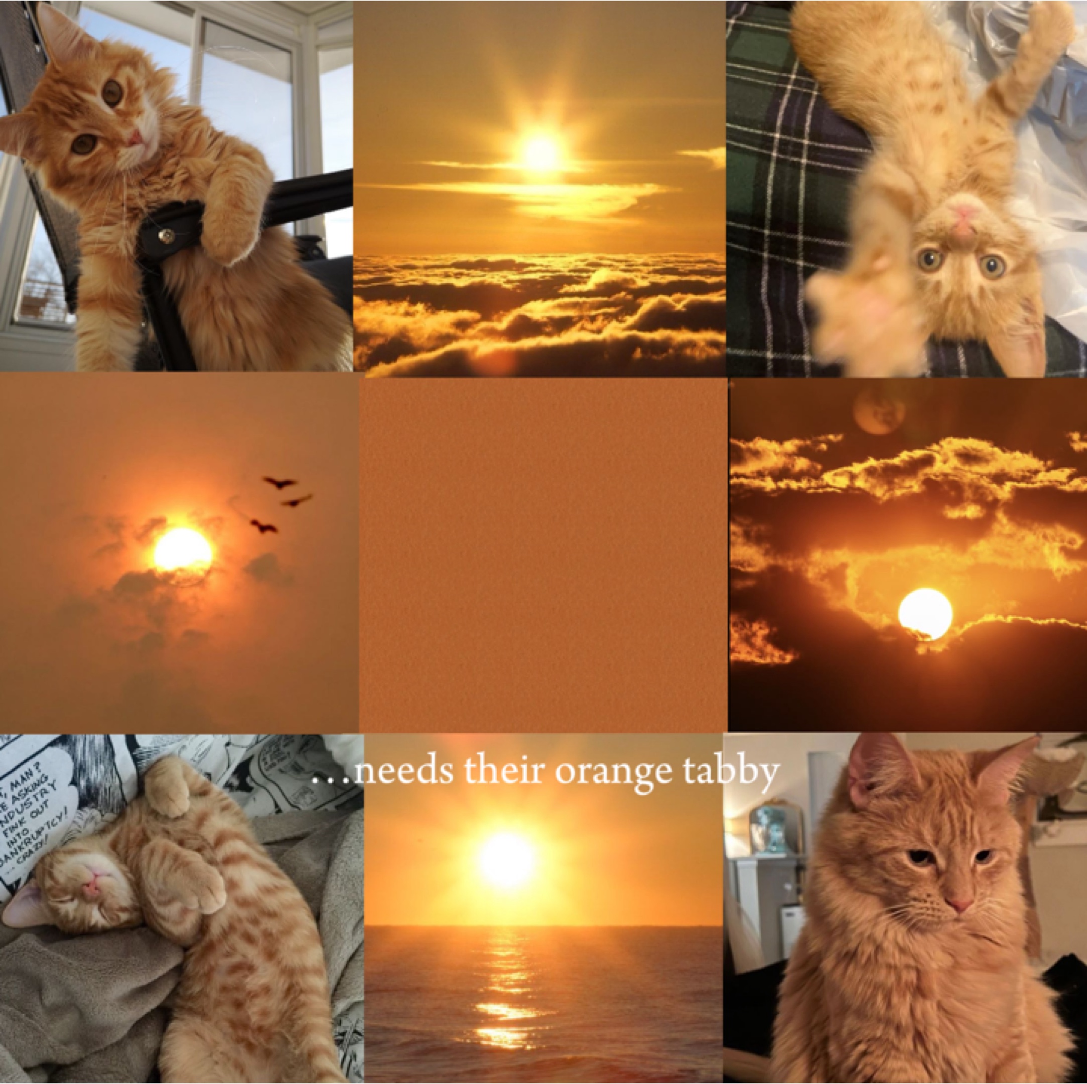 kucing hitam & tabby