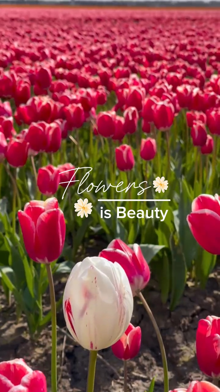 Blumen | 7 Video