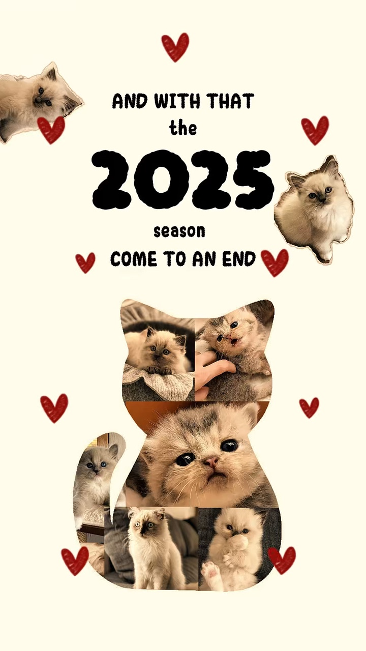 2025 Cat Recap