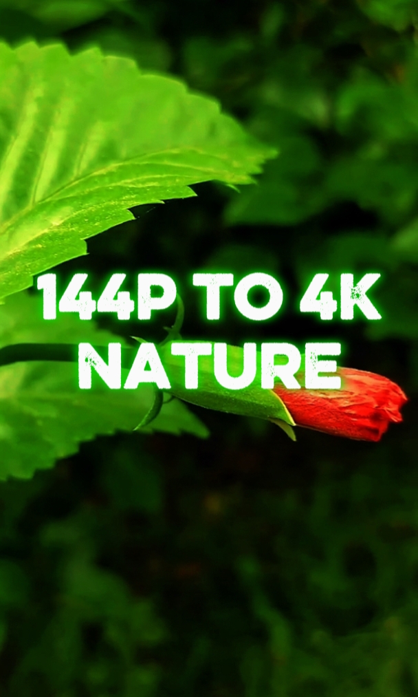 144p vs 4k Nature
