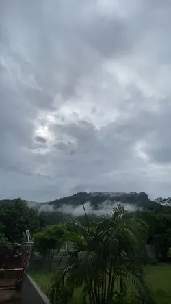 🌳🍃