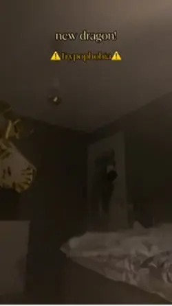 New dragon!
