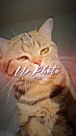 Pal Palee 3รูป