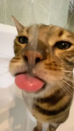 trend JJ suara kodok