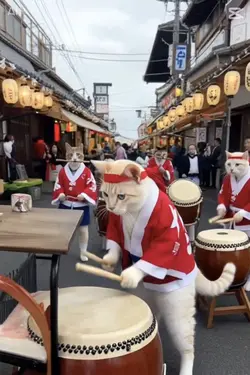 お祭り猫